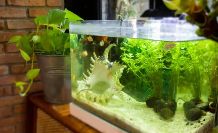 The Most Common Fish Tank Filter Issues