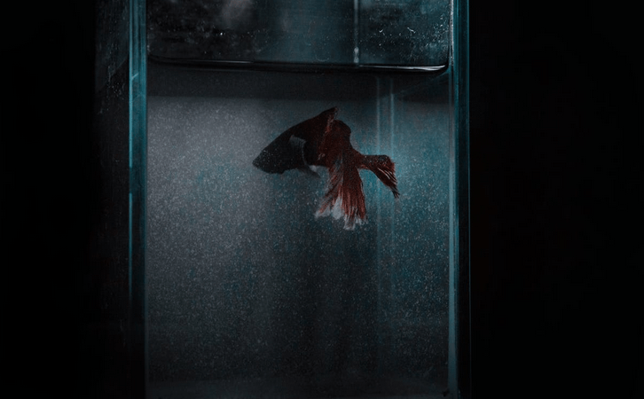 The Most Common Fish Tank Filter Issues